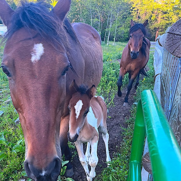 Meet your Posher, Marnie - Picture 2 of 10